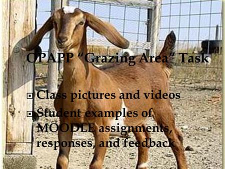 OPAPP “Grazing Area” Task  Class pictures and videos  Student examples of MOODLE assignments, responses, and feedback.