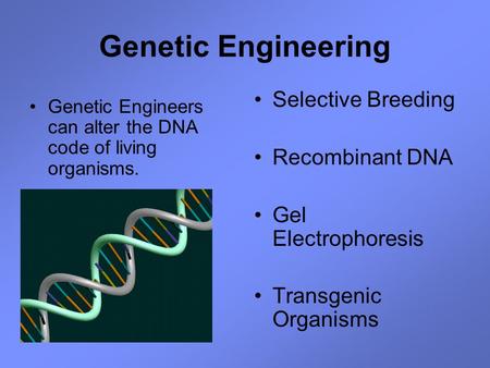 Genetic Engineering Genetic Engineers can alter the DNA code of living organisms. Selective Breeding Recombinant DNA Gel Electrophoresis Transgenic Organisms.