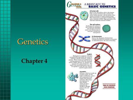 Genetics Chapter 4.