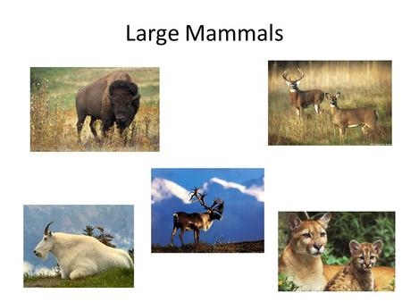 Large Mammals.