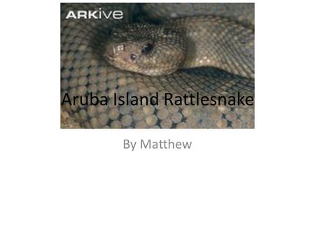 Aruba Island Rattlesnake By Matthew. The rattlesnake lives in rocky hillsides, sandy fields, dry regions, and deserts. Descriptions They are light gray.
