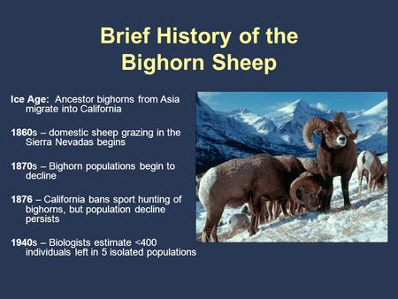 Brief History of the Bighorn Sheep