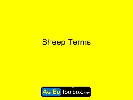 Sheep Terms.