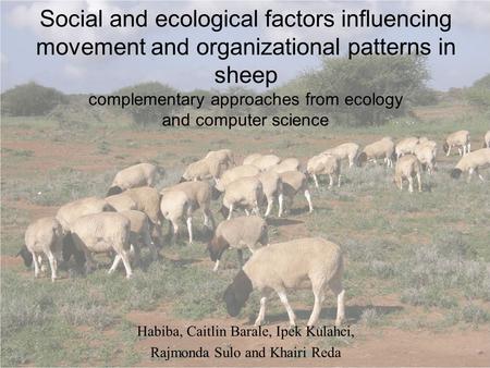 Social and ecological factors influencing movement and organizational patterns in sheep Habiba, Caitlin Barale, Ipek Kulahci, Rajmonda Sulo and Khairi.