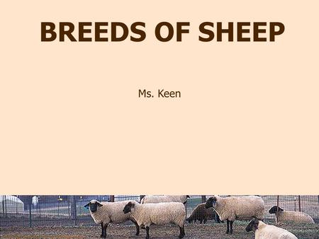 Photo by Peggy Greb courtesy of USDA Agricultural Research Service. BREEDS OF SHEEP Ms. Keen.