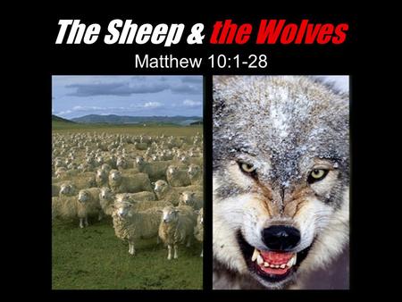 The Sheep & the Wolves Matthew 10:1-28.