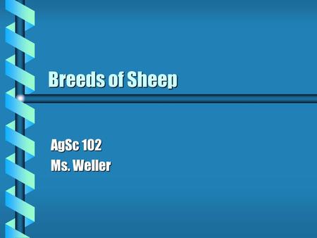 Breeds of Sheep AgSc 102 Ms. Weller. Delaine Merino b Originated from the Spanish Merino b Smooth body b White-faced with white legs b Extremely hardy.