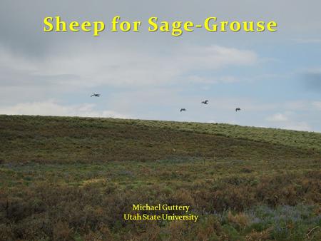 Sheep for Sage-Grouse Michael Guttery Utah State University.
