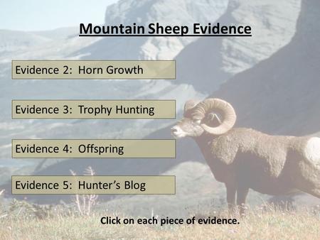 Mountain Sheep Evidence Evidence 2: Horn Growth Evidence 3: Trophy Hunting Evidence 4: Offspring Click on each piece of evidence. Evidence 5: Hunter’s.
