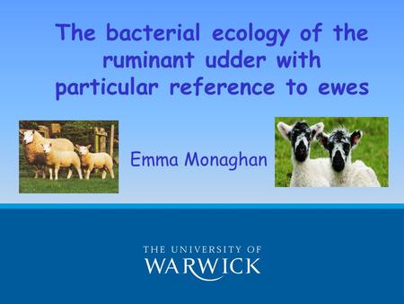 The bacterial ecology of the ruminant udder with particular reference to ewes Emma Monaghan.