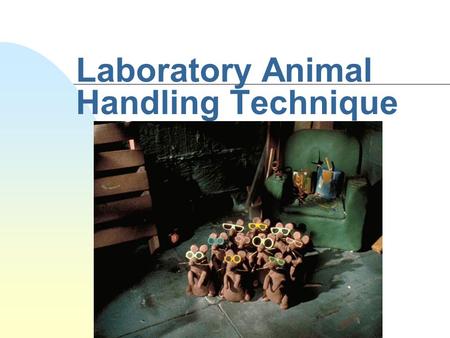 Laboratory Animal Handling Technique