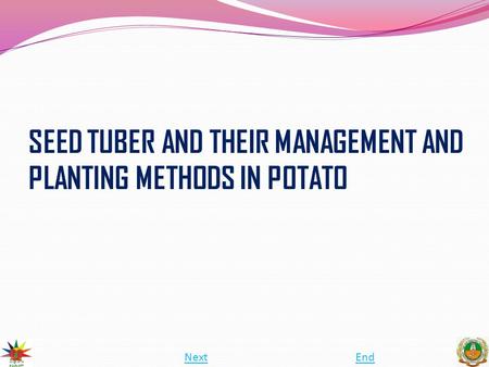 SEED TUBER AND THEIR MANAGEMENT AND PLANTING METHODS IN POTATO NextEnd.
