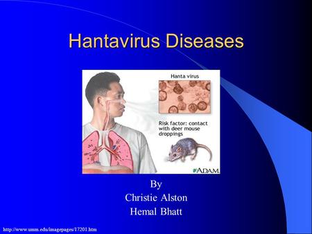Hantavirus Diseases By Christie Alston Hemal Bhatt