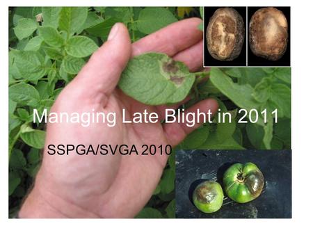 Managing Late Blight in 2011 SSPGA/SVGA 2010. 2010 Late Blight widespread across N. America Arrives in SK in July Commercial growers (SVGA, SSPGA, SGGA)