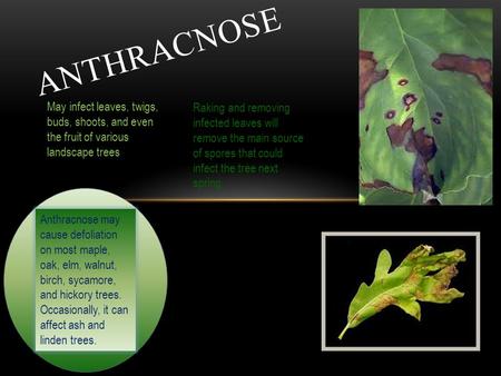 ANTHRACNOSE May infect leaves, twigs, buds, shoots, and even the fruit of various landscape trees Raking and removing infected leaves will remove the main.