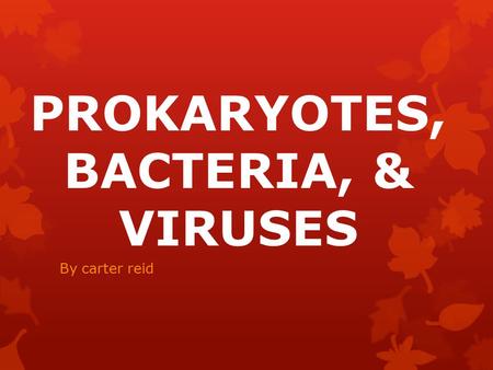 PROKARYOTES, BACTERIA, & VIRUSES By carter reid. Eukaryotes v. Prokaryotes.