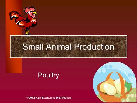 Small Animal Production Poultry ©2002 AgriTeach.com (021802ms)