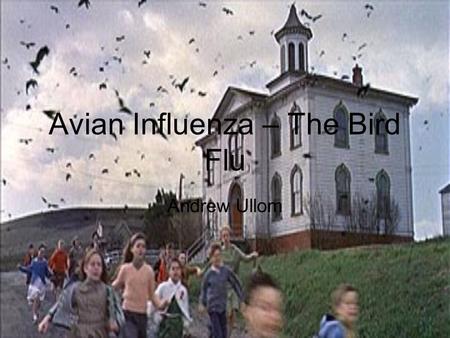 Avian Influenza – The Bird Flu