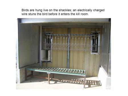 Birds are hung live on the shackles; an electrically charged wire stuns the bird before it enters the kill room.