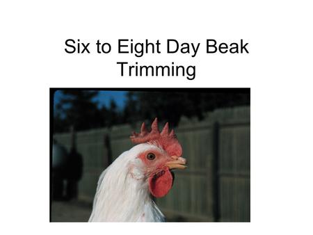 Six to Eight Day Beak Trimming. Eighteen Week Old Pullet Trimmed With This Method.