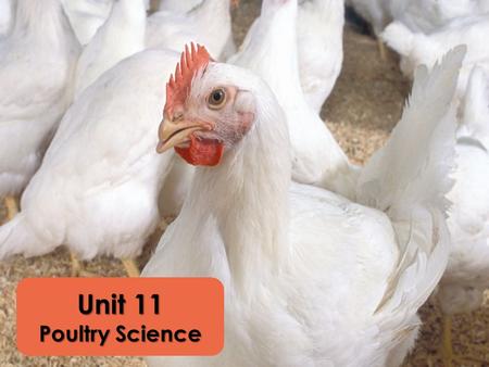 Unit 11 Poultry Science. Poultry Industry Two products – egg and meat Healthy meat choice 90 lbs./person annually Production Types Broiler Production.