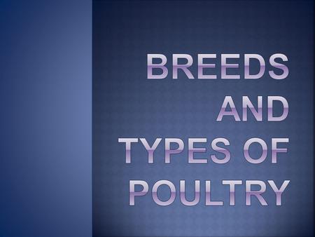 Breeds and types Of Poultry