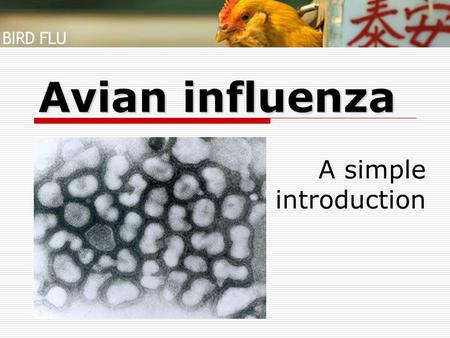 Avian influenza A simple introduction.
