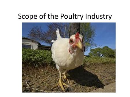 Scope of the Poultry Industry. Just How Big is Poultry in GA?