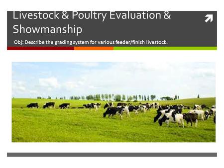 Livestock & Poultry Evaluation & Showmanship