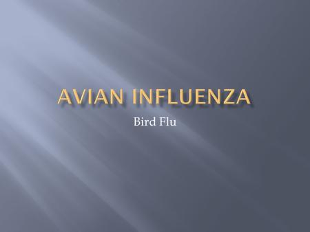 Bird Flu.  Bird flu, also known as Avian Influenza, is a type A influenza virus. It is fatal to humans. Bird flu spreads between both wild and pet birds.