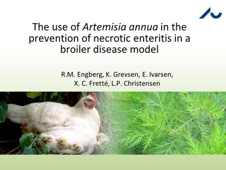 The use of Artemisia annua in the prevention of necrotic enteritis in a broiler disease model R.M. Engberg, K. Grevsen, E. Ivarsen, X. C. Fretté, L.P.