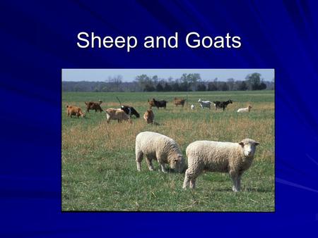 Sheep and Goats. Sheep & Goat Overview Both originated in Europe and the cooler regions on Asia. Both originated in Europe and the cooler regions on Asia.