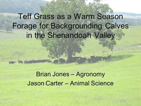 Teff Grass as a Warm Season Forage for Backgrounding Calves in the Shenandoah Valley Brian Jones – Agronomy Jason Carter – Animal Science.
