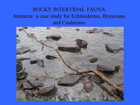 ROCKY INTERTIDAL FAUNA Armintza: a case study for Echinoderms, Bryozoans and Cnidarians.