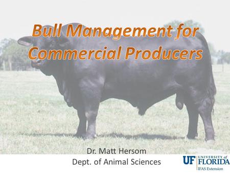 Dr. Matt Hersom Dept. of Animal Sciences. Bull Management General Thoughts on Management Nutritional Stages Feeding Examples.