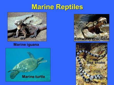 Marine turtle Marine iguana Saltwater crocodile Marine Reptiles Sea snake.