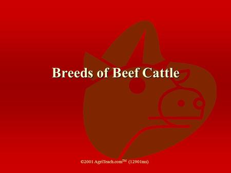 Breeds of Beef Cattle ©2001 AgriTeach.com TM (12901ms)