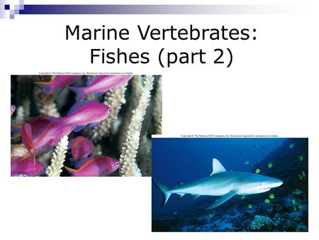 Marine Vertebrates: Fishes (part 2). Fishes  Phylum Chordata  Subphylum Vertebrata  3 Classes:  Class Agnatha (jawless fishes)  Class Chondrichthyes.