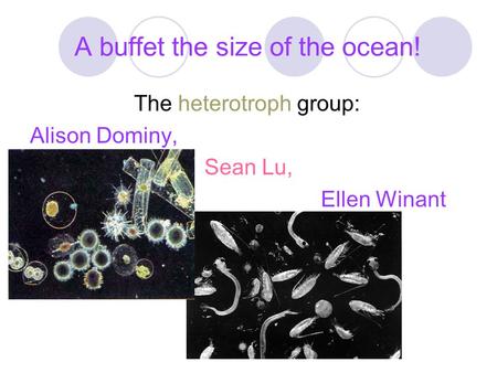 A buffet the size of the ocean! The heterotroph group: Alison Dominy, Sean Lu, Ellen Winant.