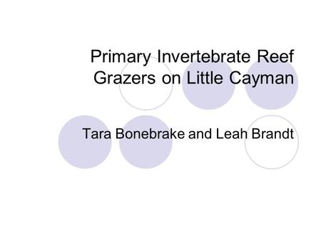 Primary Invertebrate Reef Grazers on Little Cayman Tara Bonebrake and Leah Brandt.