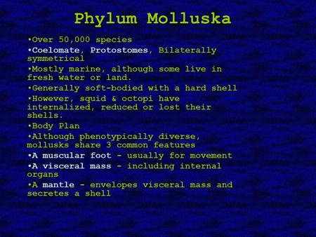 Phylum Molluska Over 50,000 speciesOver 50,000 species Coelomate, Protostomes, Bilaterally symmetricalCoelomate, Protostomes, Bilaterally symmetrical Mostly.