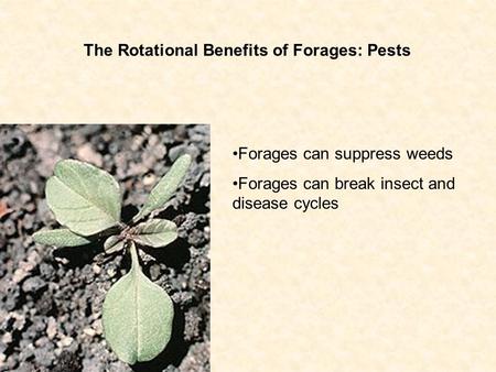 The Rotational Benefits of Forages: Pests Forages can suppress weeds Forages can break insect and disease cycles.