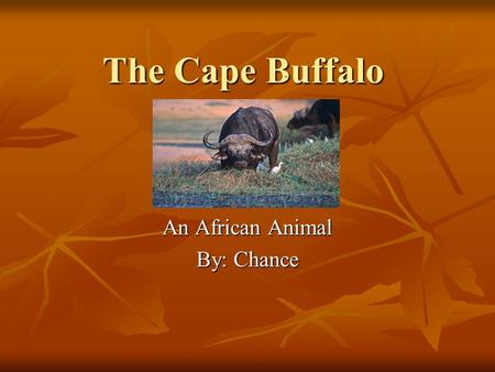 The Cape Buffalo An African Animal By: Chance Habitat Southern, Northern, and Eastern parts of Africa Southern, Northern, and Eastern parts of Africa.