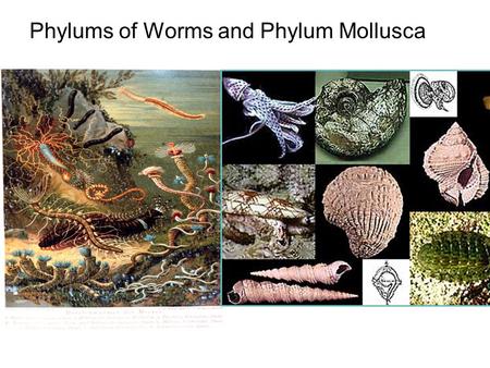 Phylums of Worms and Phylum Mollusca. WORM PHLYA Worms are general grouping Worms have bilateral symmetry –Allows for more sophisticated behaviour Worms.