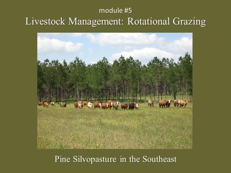 Module #5 Livestock Management: Rotational Grazing Pine Silvopasture in the Southeast.