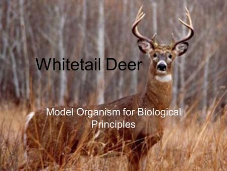 Whitetail Deer Model Organism for Biological Principles.