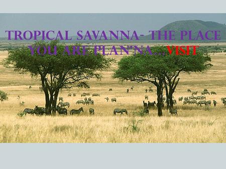 Tropical Savanna- the place you are plan’na…visit.