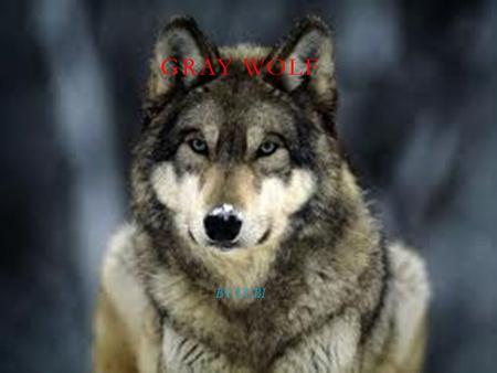 Gray Wolf BY:KUBI.