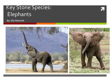  Key Stone Species: Elephants By: Ely Hienrich. Key Stone Species  What is a Key Stone Species?  “A keystone species is a plant or animal that plays.