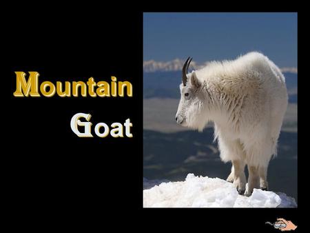 M ountain G oat M ountain G oat The most agile of all mountain mammals, the mountain goat moves confidently on rocky ledges where they are safe from.